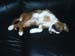 005Tyra_8_veckor