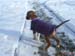 006tyra_12_veckor_